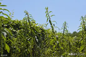 芝麻苗期死亡，农民是怎么处理的？其实，芝麻种植管理主要在苗期图片