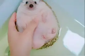 女子给刺猬洗澡后，翻开身子一看顿时酸了：我都没这个待遇呀图片