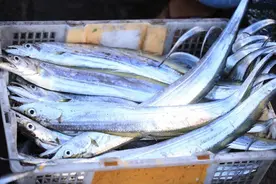 买带鱼时，先不看肥瘦，牢记“3买3不买”，一准挑到好带鱼图片