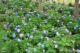 初夏时节 南京绣球公园内的多处绣球花盛开图片
