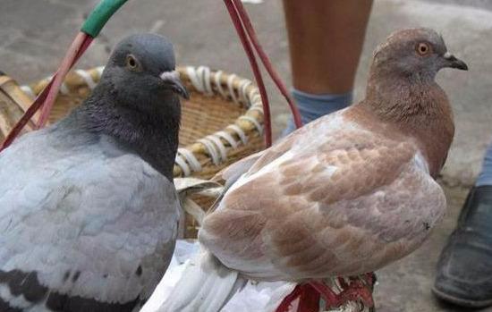菜市场鸽子多少钱一只？鸽子的营养价值及功效作用