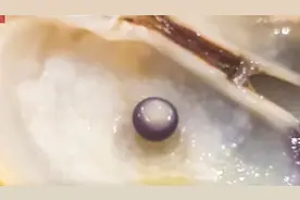 西班牙夫妇蛤蜊中吃出黑珍珠 预计价值上千欧元图片