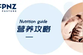 致铲屎官：猫咪营养需求及喂食建议全攻略图片
