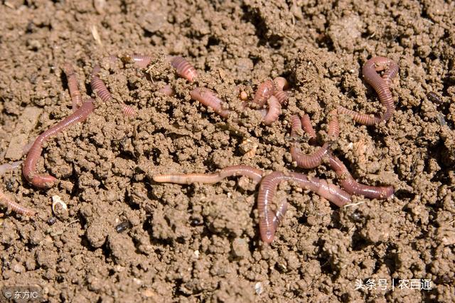 蚯蚓粪肥如何施用，蚯蚓粪肥使用的注意事项有哪些？