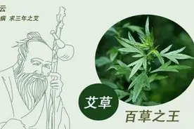 “七年之病，求三年之艾”，您别理解错了，艾叶的两类六种用法图片