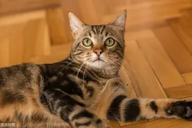 猫咪得了肠胃炎该怎么办？不要慌，科学治疗和调理来帮你图片