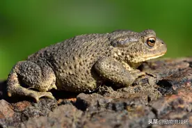 大蟾蜍为繁殖后代，长途跋涉数公里，如此坚定的迁徙者还有多少？图片