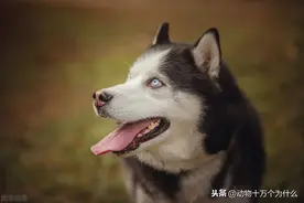 狗狗的嗅觉为何如此灵敏？图片