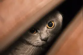 爱撸猫又过敏，怎么办？图片