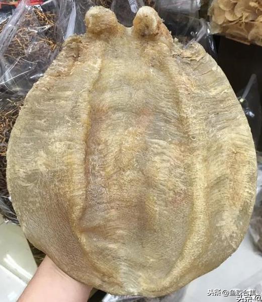 蜘蛛肚花胶药用价值 蜘蛛花胶的功效与作用