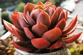 多肉砍头，只为重生！好玩又励志，养肉就在于折腾图片