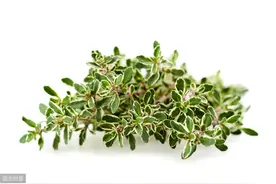 百里香有助于消化油腻食物，学会几种繁殖方法，家庭香料随手可取图片