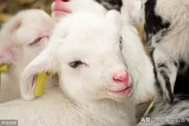 肉羊饲养和管理（三）：哺乳期羔羊的饲养管理图片
