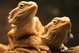 辟谣：鬃狮蜥是爬宠新手的入门种类？不，它们的饲养门槛比守宫高图片