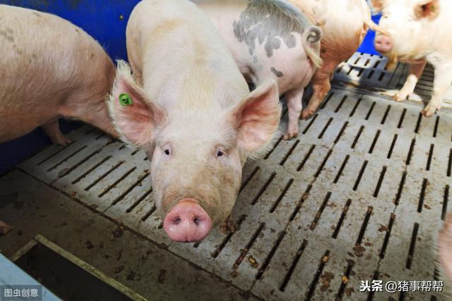 春季敏感期，猪场必须搞好常见猪病防治，千万不要一失足成千古恨