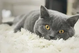 猫嘴里总带着臭味，你知道是什么引起的吗？如何防治猫的口臭问题图片
