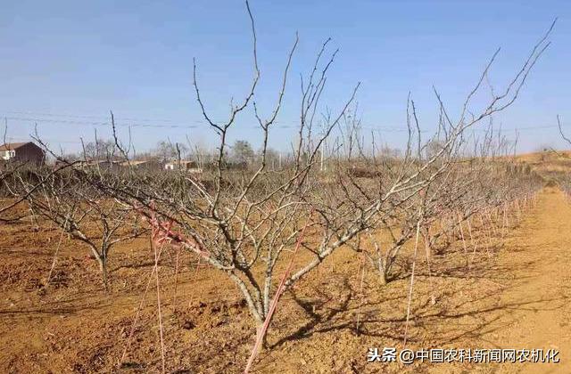 花椒树如何预防倒春寒？大致可分三大类