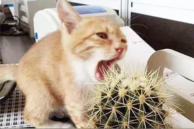 辟谣，猫咪一直吃是没吃饱？主因是控制力差，过度饮食潜藏隐患图片