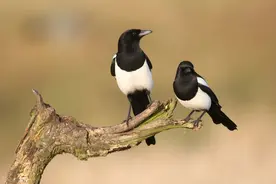 花喜鹊之祸图片