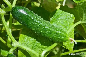冬种黄瓜套种菜豆高效栽培技术，以茂名为例，看看是如何丰收的图片