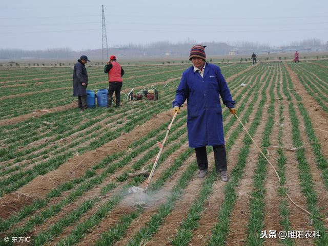 这些药剂是细菌性病害的克星，做好这几点，效果翻倍