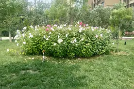 邻居种了3棵白花野蔷薇，告诉他上当了，回答让我很意外图片