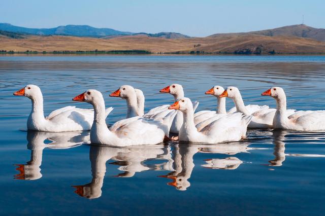 养鹅喂什么？有哪些要注意的？