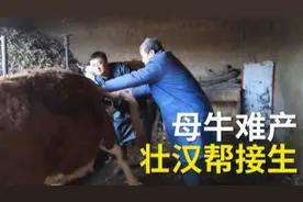 全网最详细母牛助产、难产的诊断及预防难产的方法，建议收藏转发图片