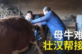 全网最详细母牛助产、难产的诊断及预防难产的方法，建议收藏转发图片