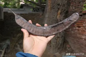 农村俗语：“要想牲畜少生病，快找皂角做备用”，皂角能防病吗？图片