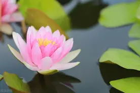 荷花不开花？5个方面来管理，做好后开花多更鲜艳图片