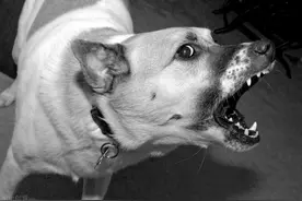 狂犬病夺命事件又发生！这些防范措施学会了能在关键时刻救人一命图片