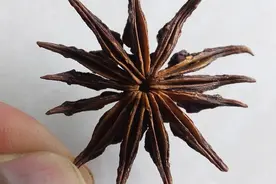 八角也有“冒牌货”，认清特征“直角”和“钩角”，买优质好香料图片