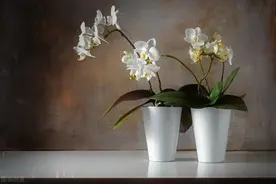 101种室内常见盆栽花卉，治愈又减压，一起养起来！图片
