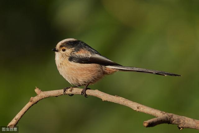 小山雀，为啥能在青藏高原来去自如