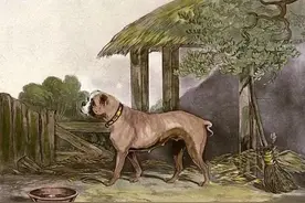 纯种犬的悲哀，值得每个养狗人深思…图片