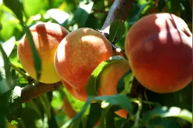 农村老话“桃养人，杏伤人，李子树下埋死人”，为啥有这种说法？图片