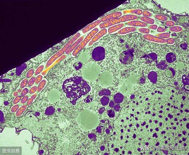兽医药理:兽医临床抗生素应用指南之青霉素类药