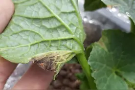 甜瓜得了细菌性果斑病？先准确辨别，再2方面找原因4措施应对图片