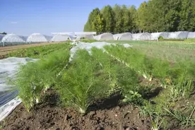 有药用价值的孜然收益高，种植时记住这四点，既轻松又高产图片