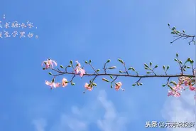 每日干货：红杏出墙买入法图片