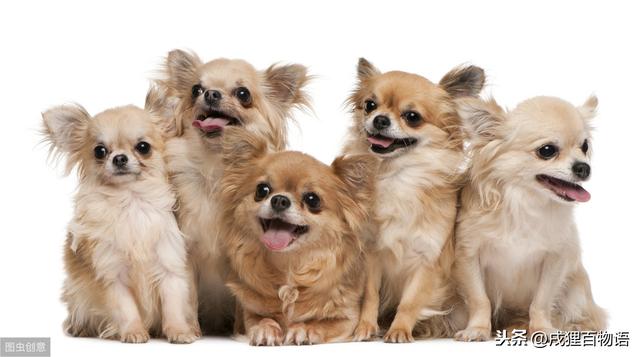 狗狗打疫苗 这几样千万不要碰！！