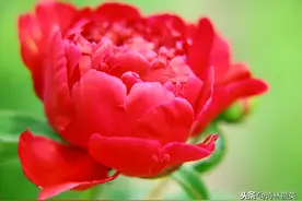 组合飞花令——颜色“红”+植物图片