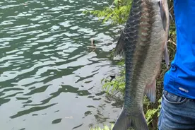 军鱼成灾？云南水库现大量凶猛肉食鱼，像是军鱼图片