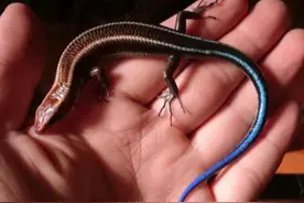 男子拾到独特的“壁虎”，带回养了数个月后，得知真相冒冷汗图片