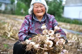 跟拍挖蒜工：跪着趴着挖蒜，一天劳作15小时仅挣800元图片