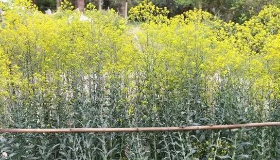 养鸡人都在收藏，农村随处可见廉价中草药，养鸡调理肠道用这些