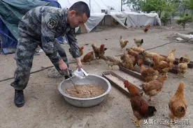 不怕鸡瘟的两种中药，祝你一年四季养好鸡图片