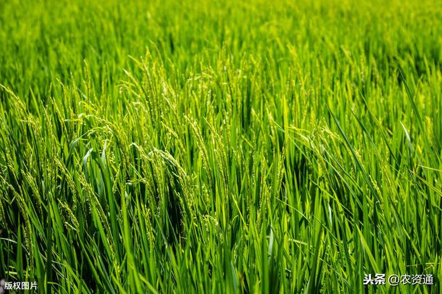 这种肥是水稻高产必备，每亩撒1公斤，抗病虫、抗倒伏，增产21%