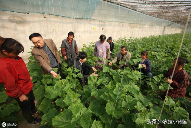 腐殖酸（肥）对土壤作物有大价值，但要注意功效特性与使用方法